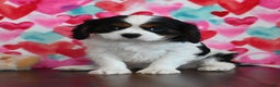 Cavalier King Charles Spaniel dogs for sale: Rover - Ad 1