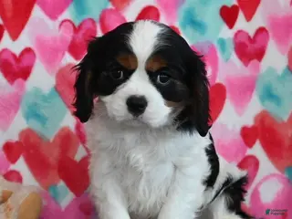 Cavalier King Charles Spaniel dogs Rover - Ad 28