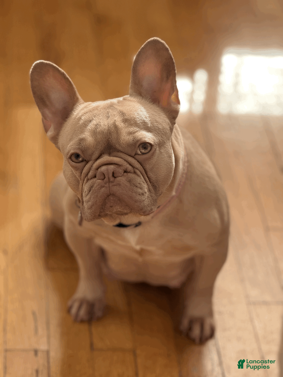 French Bulldog dogs for sale: Drake Maye  - Ad 2