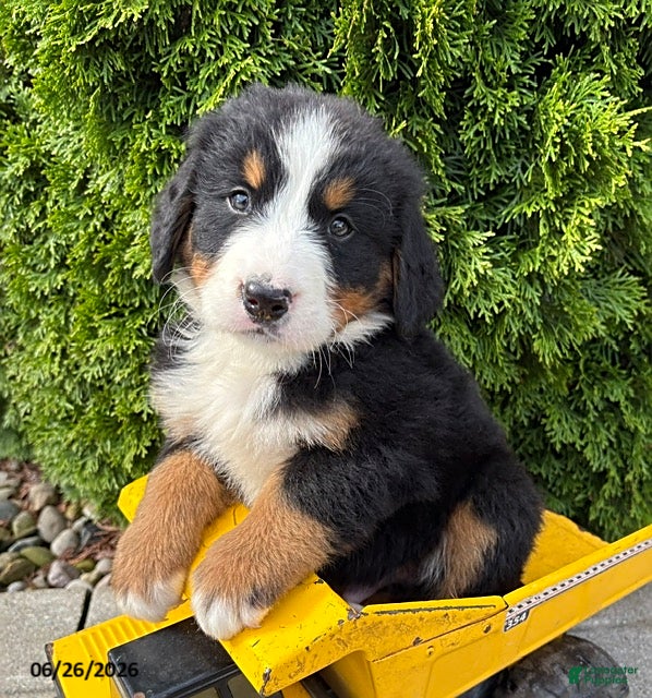 Bernese Mountain Dog dogs Bodie - Ad 1