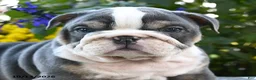 English Bulldog dogs for sale: Tank - Ad 4