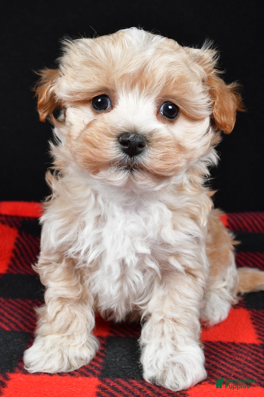 Maltipoo dogs for sale: Franklin - Ad 11
