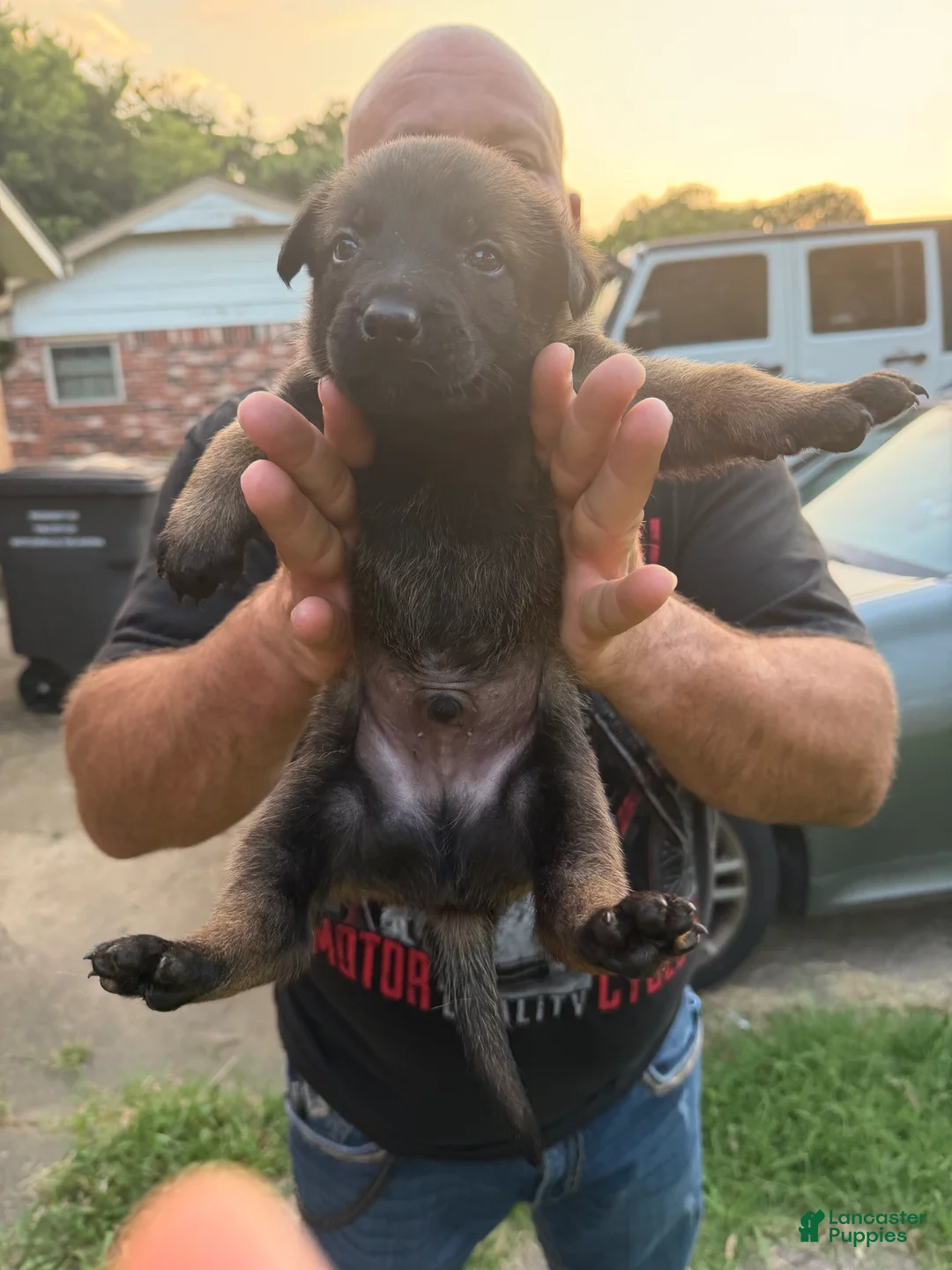 Belgian Malinois dogs for sale: Belgian Malinois 5 - Ad 1