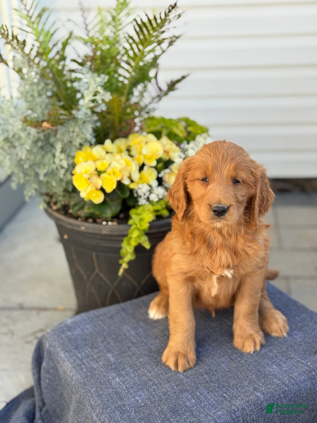 Goldendoodle dogs for sale: Trudy - Ad 1
