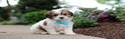 Cavachon dogs for sale: Teddy - Ad 5