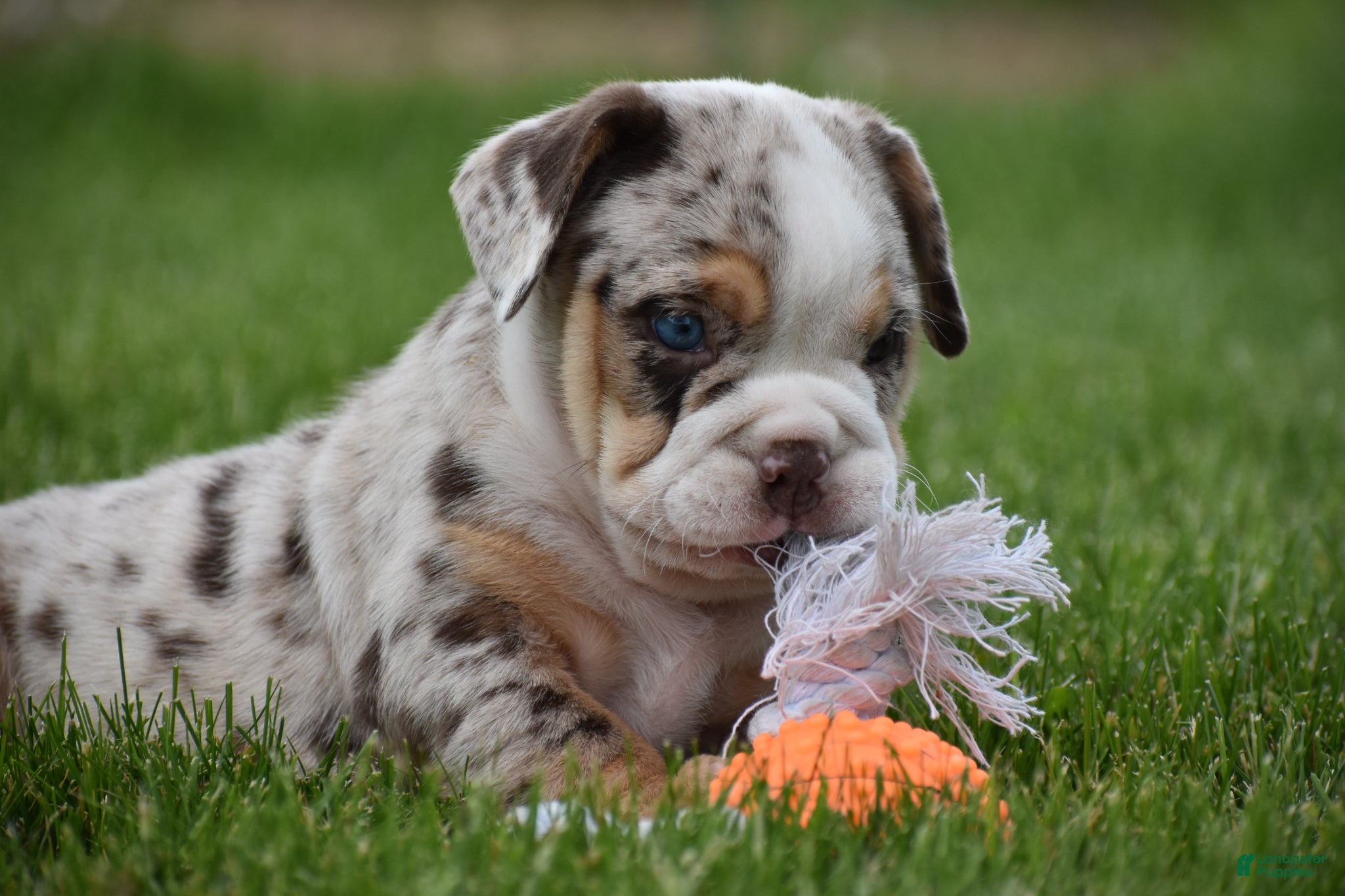 Beabull dogs Ace  - Ad 1