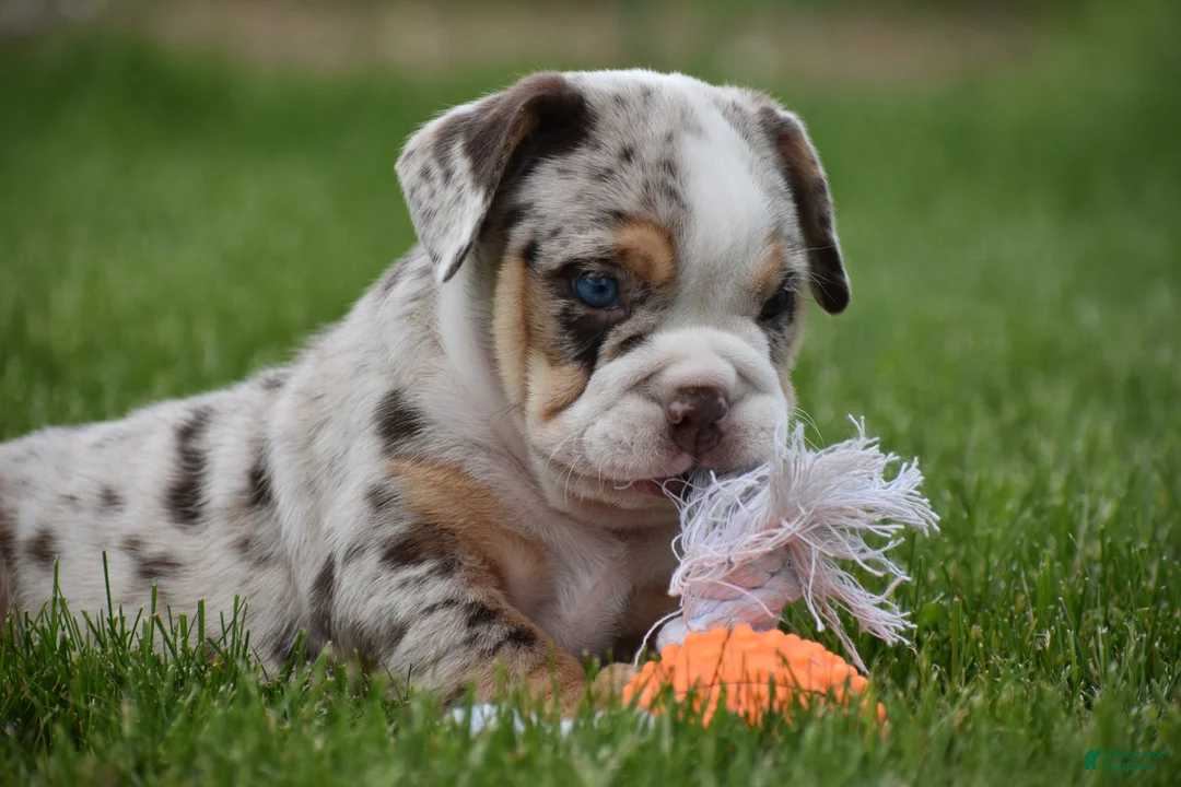 Beabull dogs for sale: Ace  - Ad 1