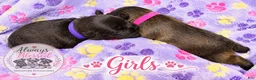 Miniature Schnauzer dogs for sale: Miniature Schnauzer 2 - Ad 5