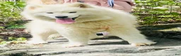 Samoyed dogs for sale: Samoyed 1 - Ad 5