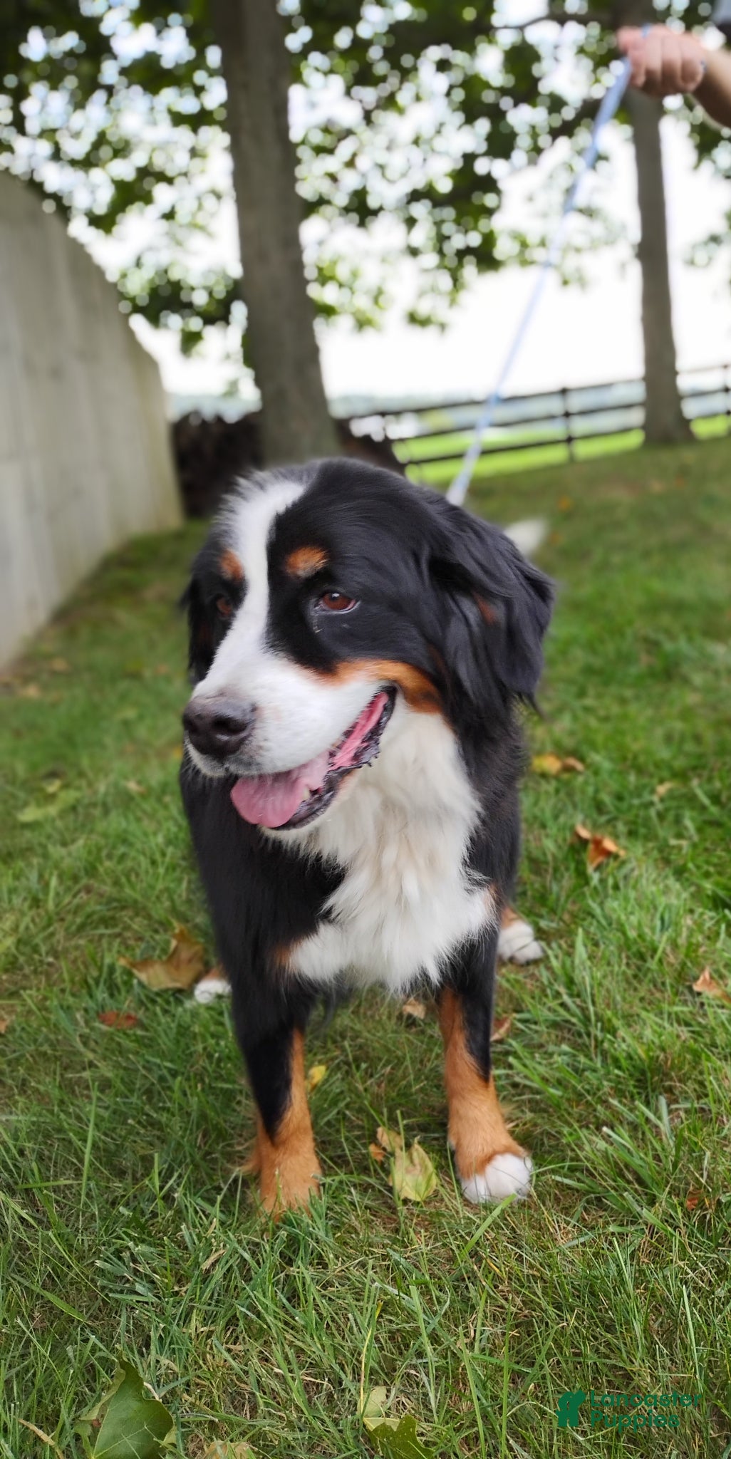 Mini Bernedoodle dogs Rosa - Ad 2