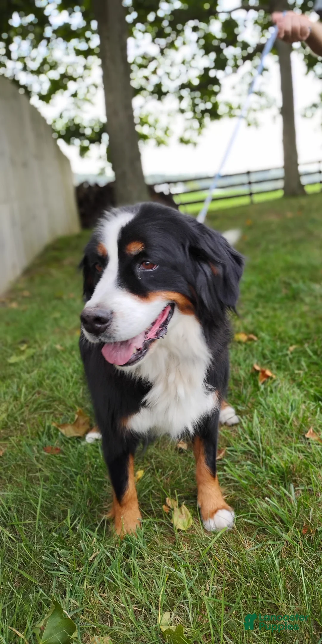 Mini Bernedoodle dogs for sale: Mini Bernedoodle Puppy 4 - Ad 4