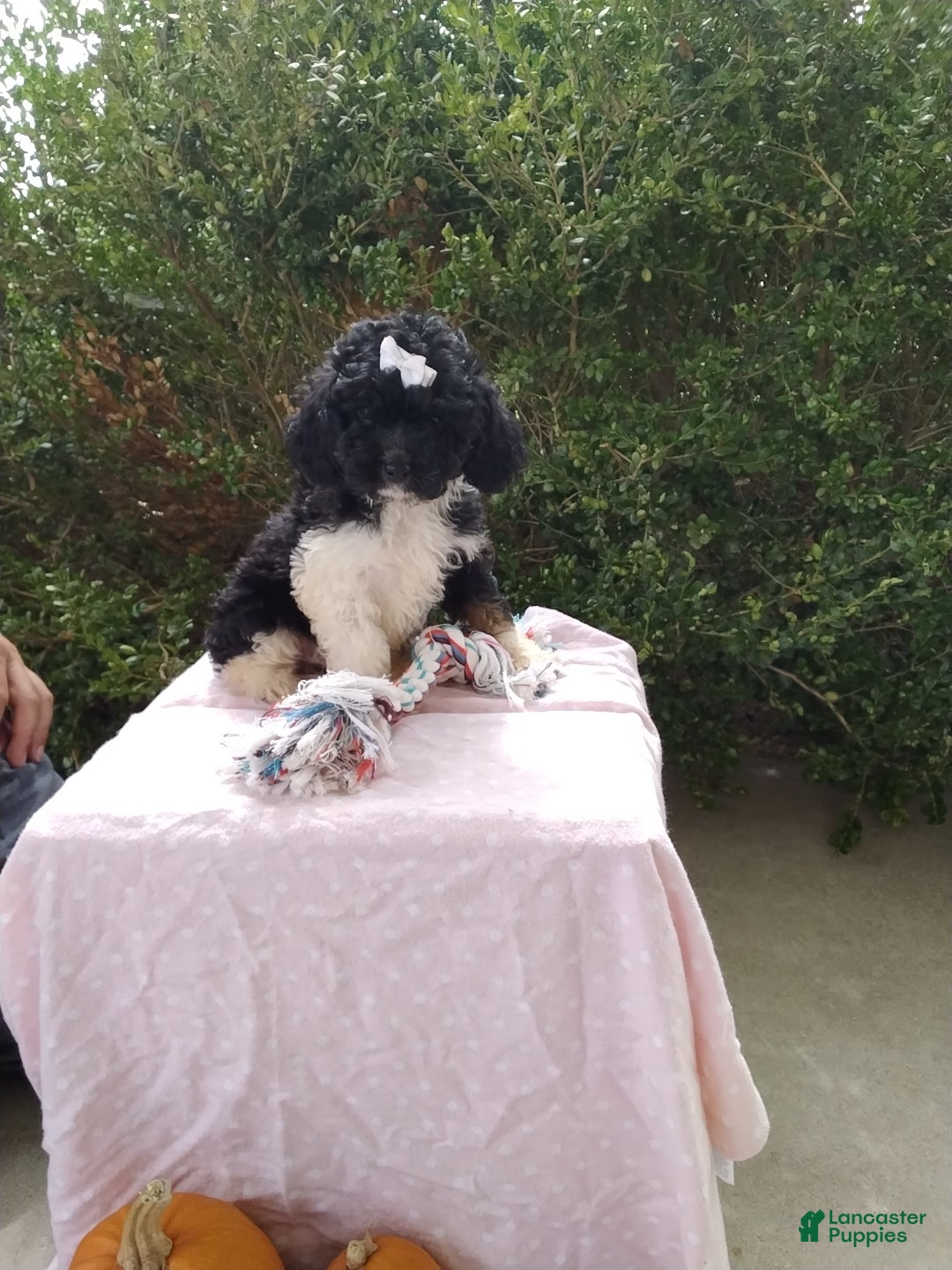 Cockapoo dogs Nick - Ad 1