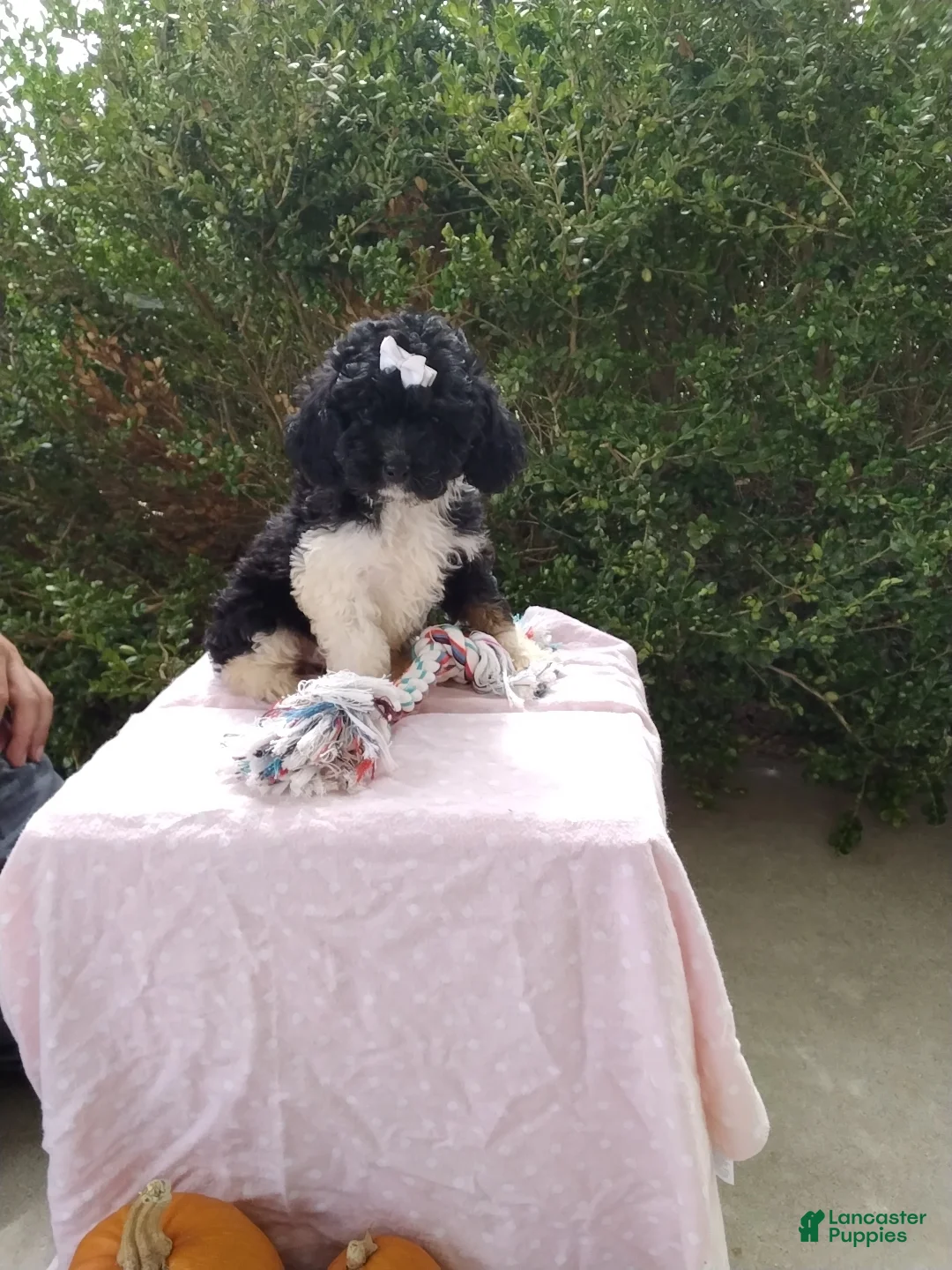 Cockapoo dogs for sale: Nick - Ad 1