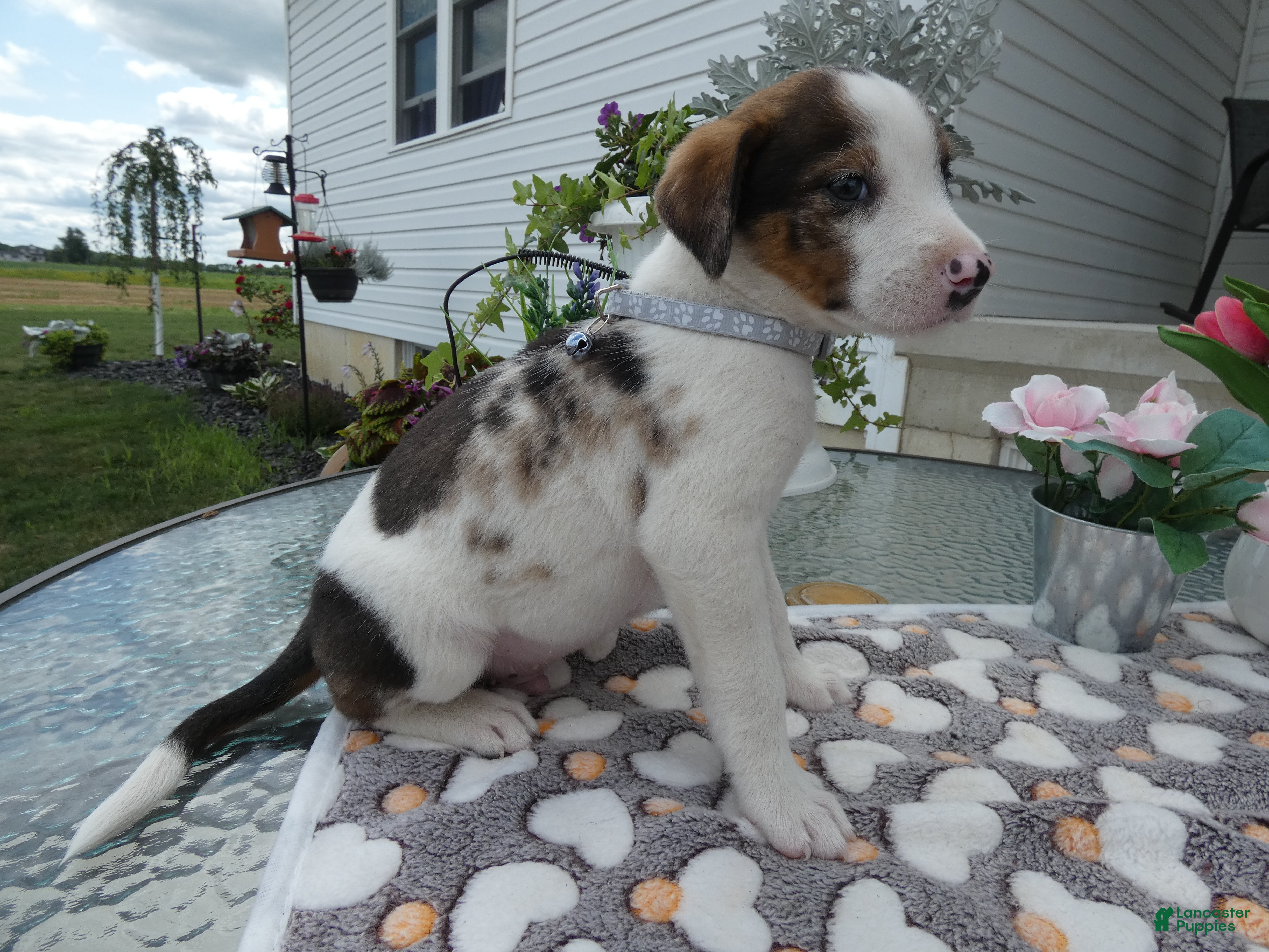 Mixed Breed dogs Mixed Breed 1 Davon - Ad 34