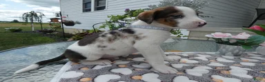 Mixed Breed 1 Davon