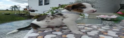 Mixed Breed dogs for sale: Mixed Breed 1 Davon - Ad 1