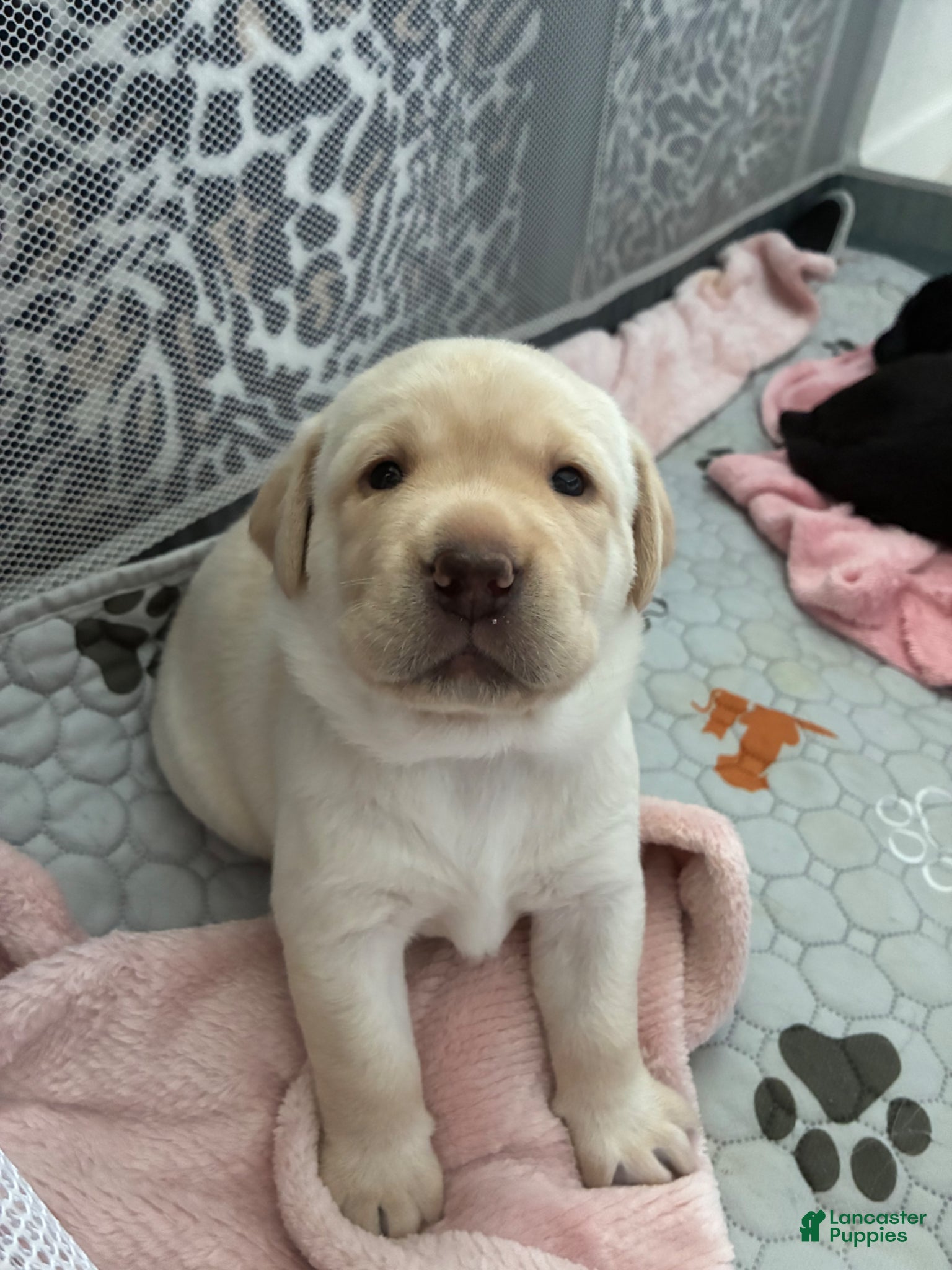 Labrador Retriever dogs for sale: Labrador Retriever Puppy - REX - Ad 4