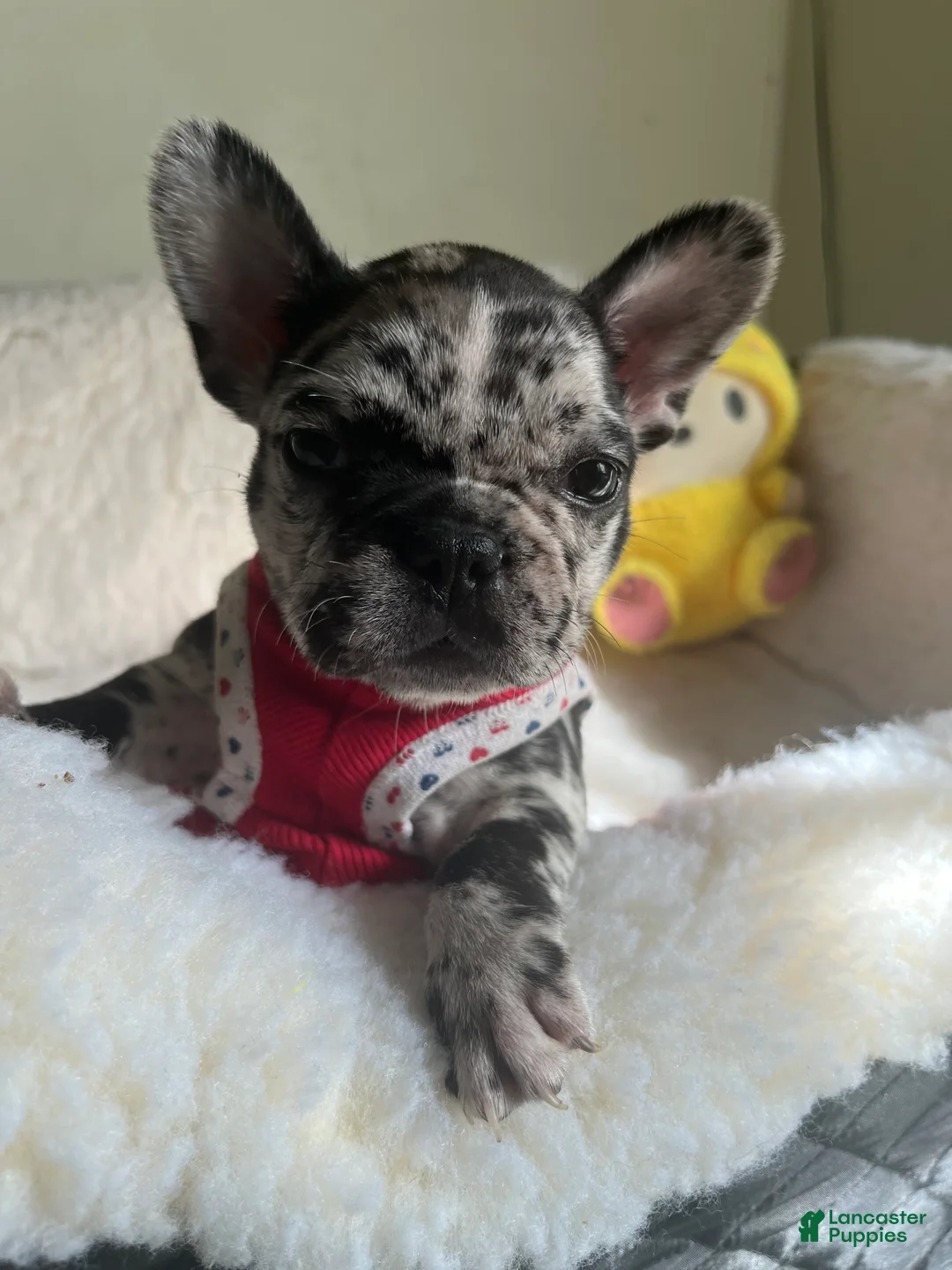 French Bulldog dogs for sale: French Bulldog Puppy 6 - Ad 3