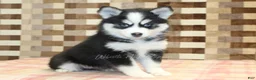 Pomsky dogs for sale: Buttons - Ad 4