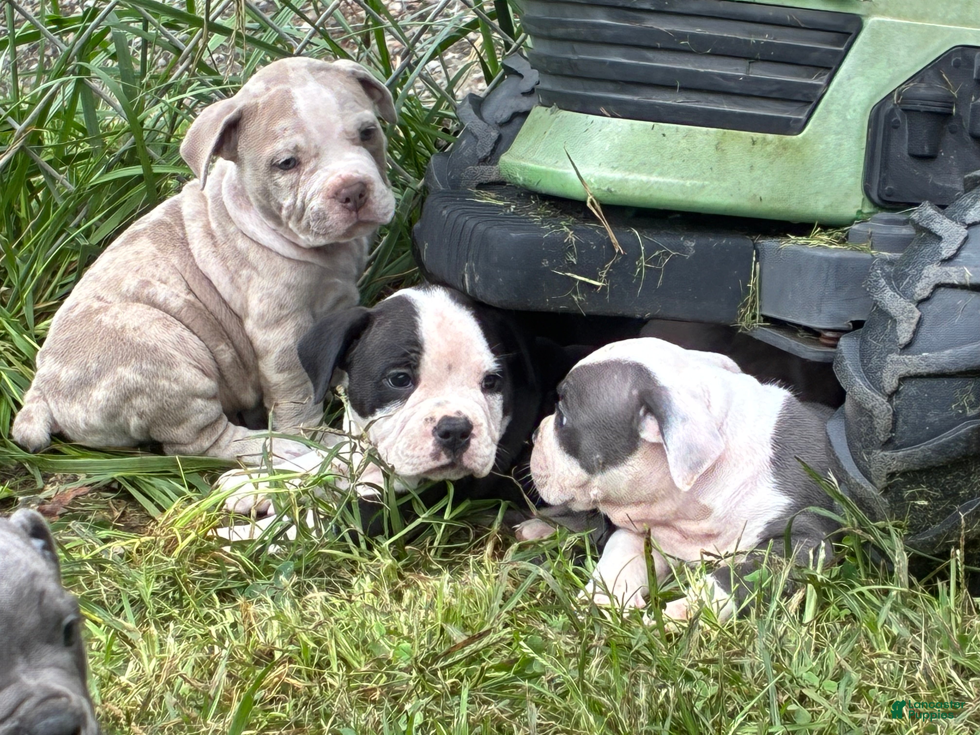Olde English Bulldogge dogs Olde English Bulldogge 1 - Ad 1