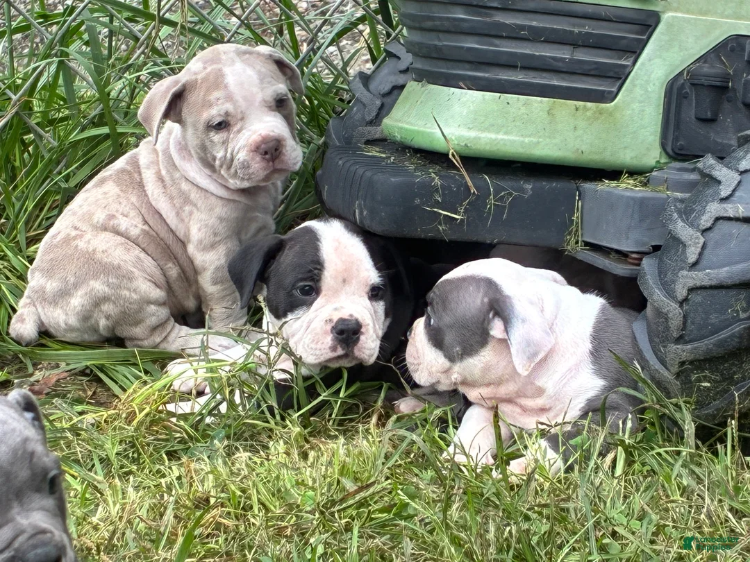 Olde English Bulldogge dogs for sale: Olde English Bulldogge 1 - Ad 1