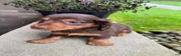 Miniature Dachshund dogs for sale: Reece - Ad 4
