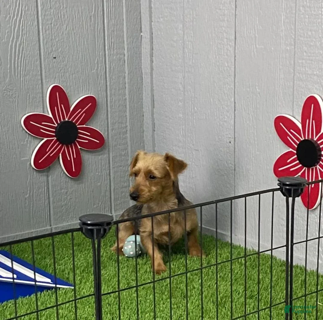 Yorkiepoo dogs for sale: Rocky - Ad 7