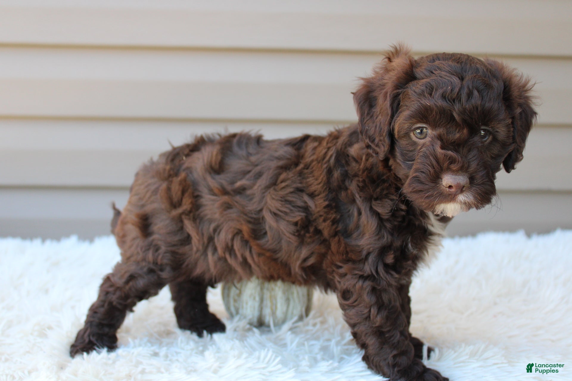 Cavapoo dogs for sale: Jasper - Ad 2