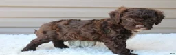 Cavapoo dogs for sale: Jasper - Ad 2