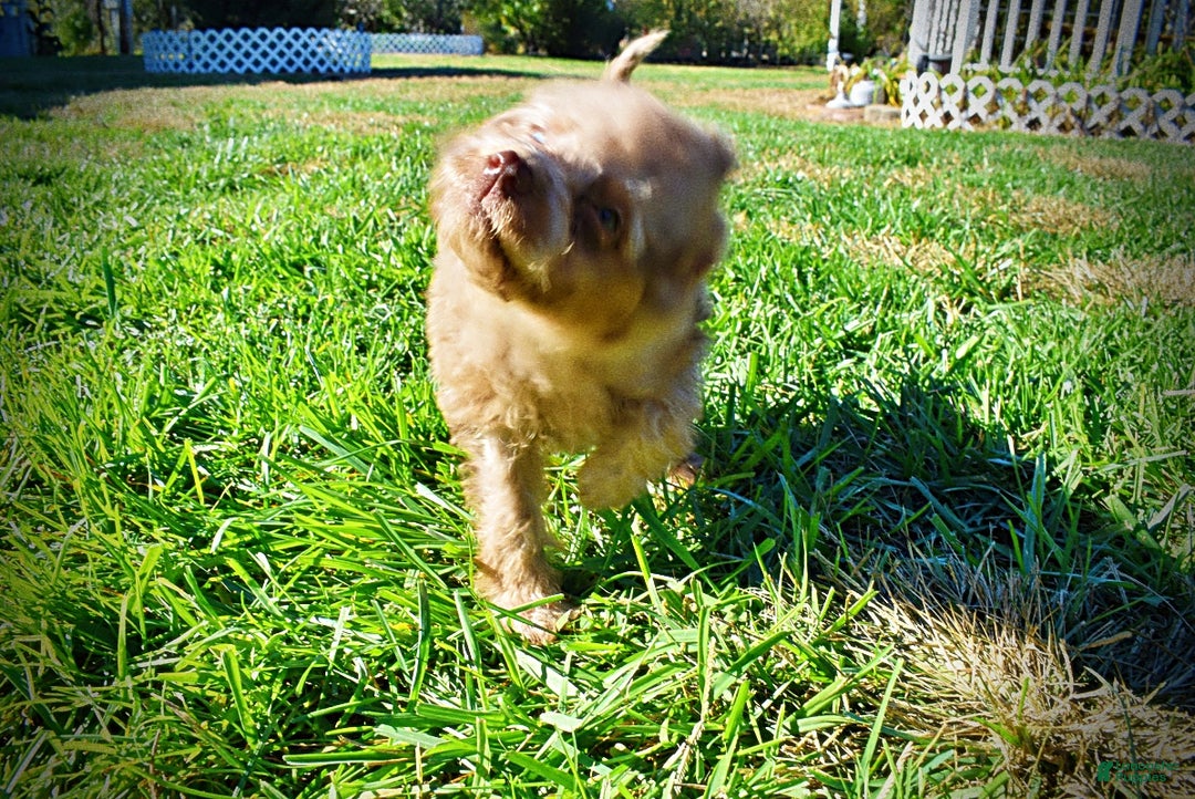 Havapoo dogs for sale: Indigo - Ad 8