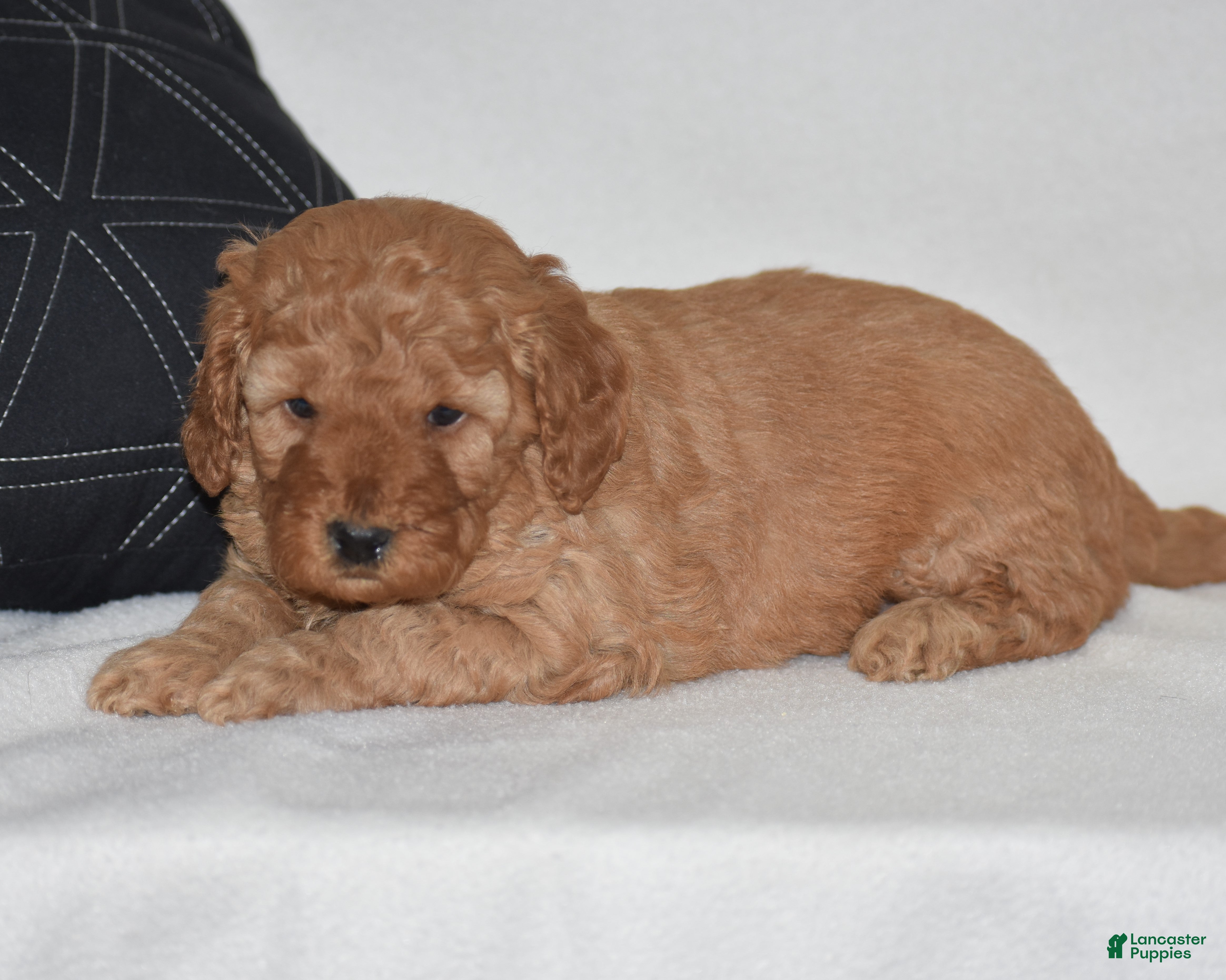 Mini Goldendoodle dogs Whitney - Ad 1