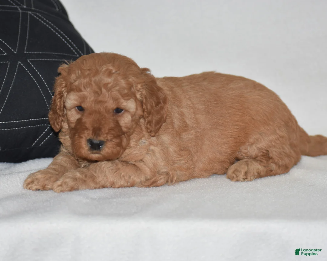 Mini Goldendoodle dogs for sale: Whitney - Ad 1