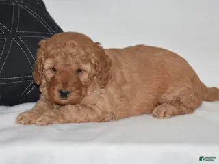 Mini Goldendoodle dogs for sale: Whitney - Ad 4
