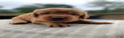 Golden Retriever dogs for sale: Gypsy - Ad 7