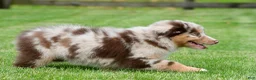 Australian Shepherd dogs for sale: Derek - Ad 6