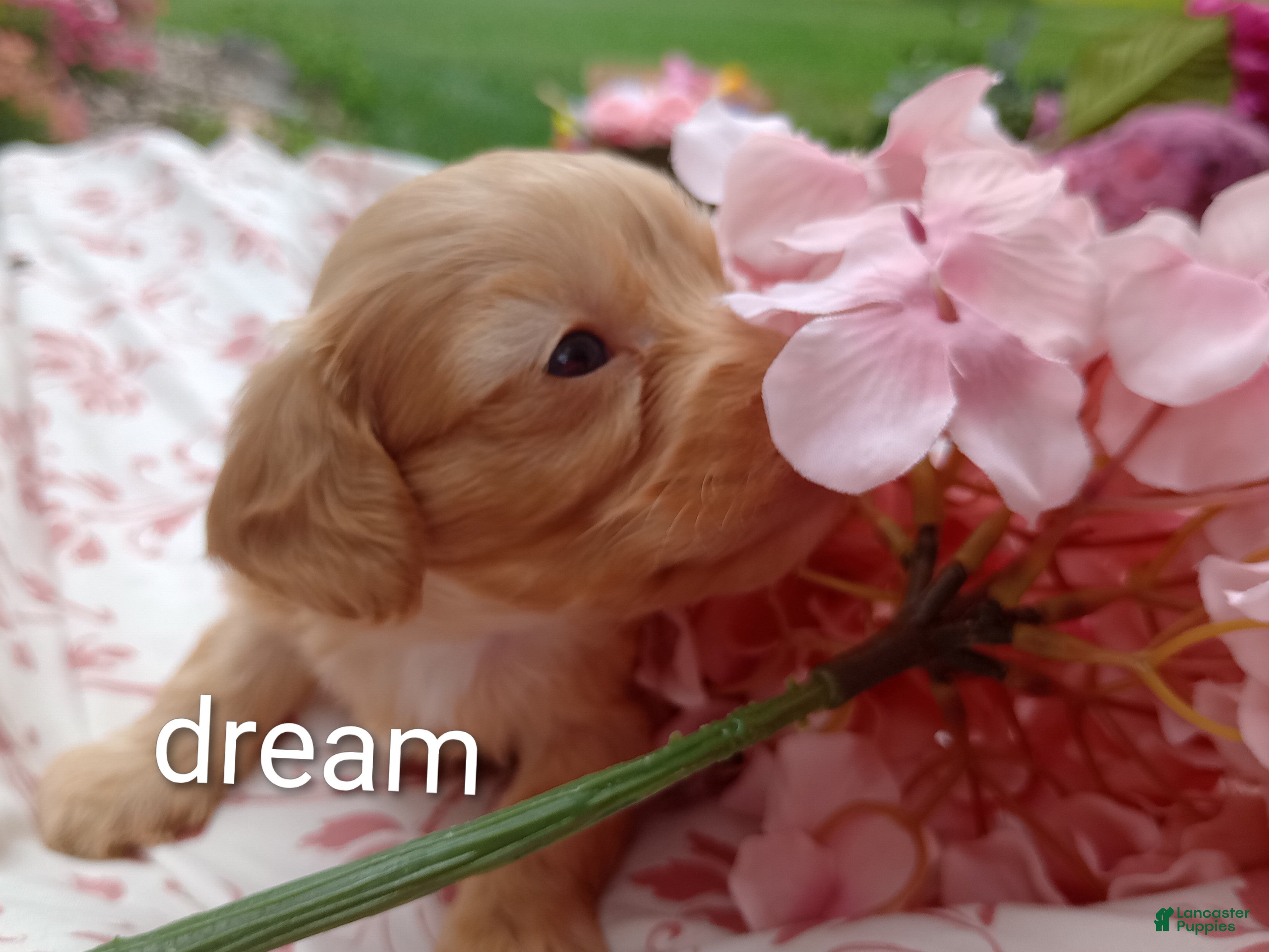 Cavapoo dogs Apphia - Ad 2