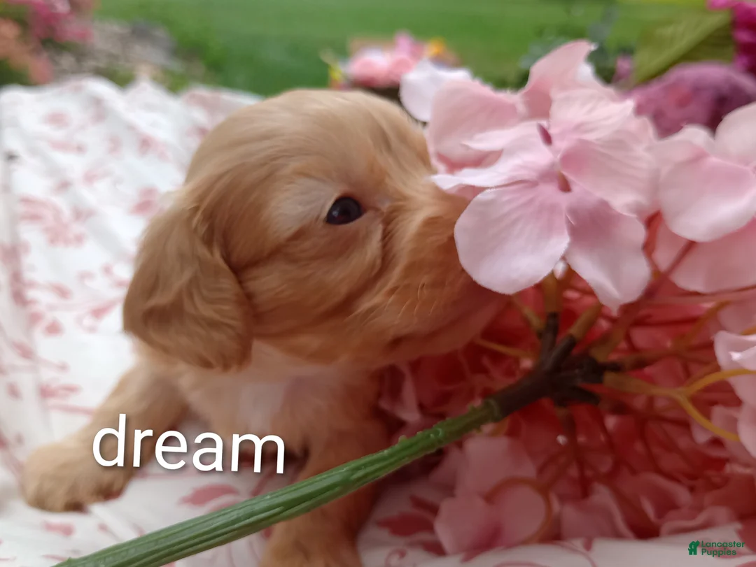 Cavapoo dogs for sale: Apphia - Ad 2