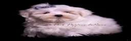 Maltese dogs for sale: Teako CHAMPION SIRED - Ad 4