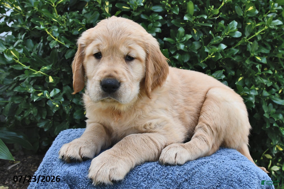 Golden Retriever dogs Layla - Ad 2