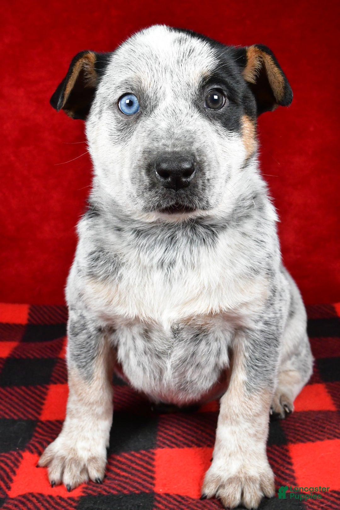 Australian Cattle Dog dogs for sale: Polly - Ad 3