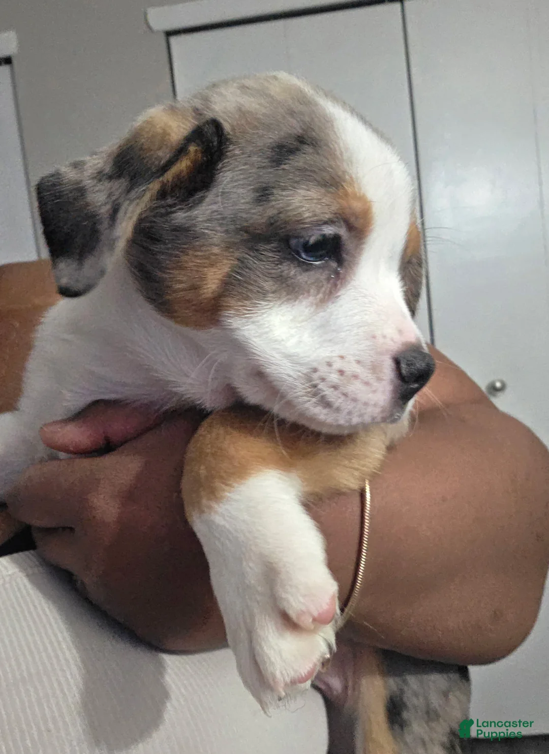 Mixed Breed dogs for sale: Saint - Ad 2