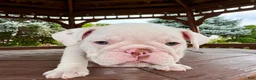 English Bulldog dogs for sale: Olaf - Ad 6