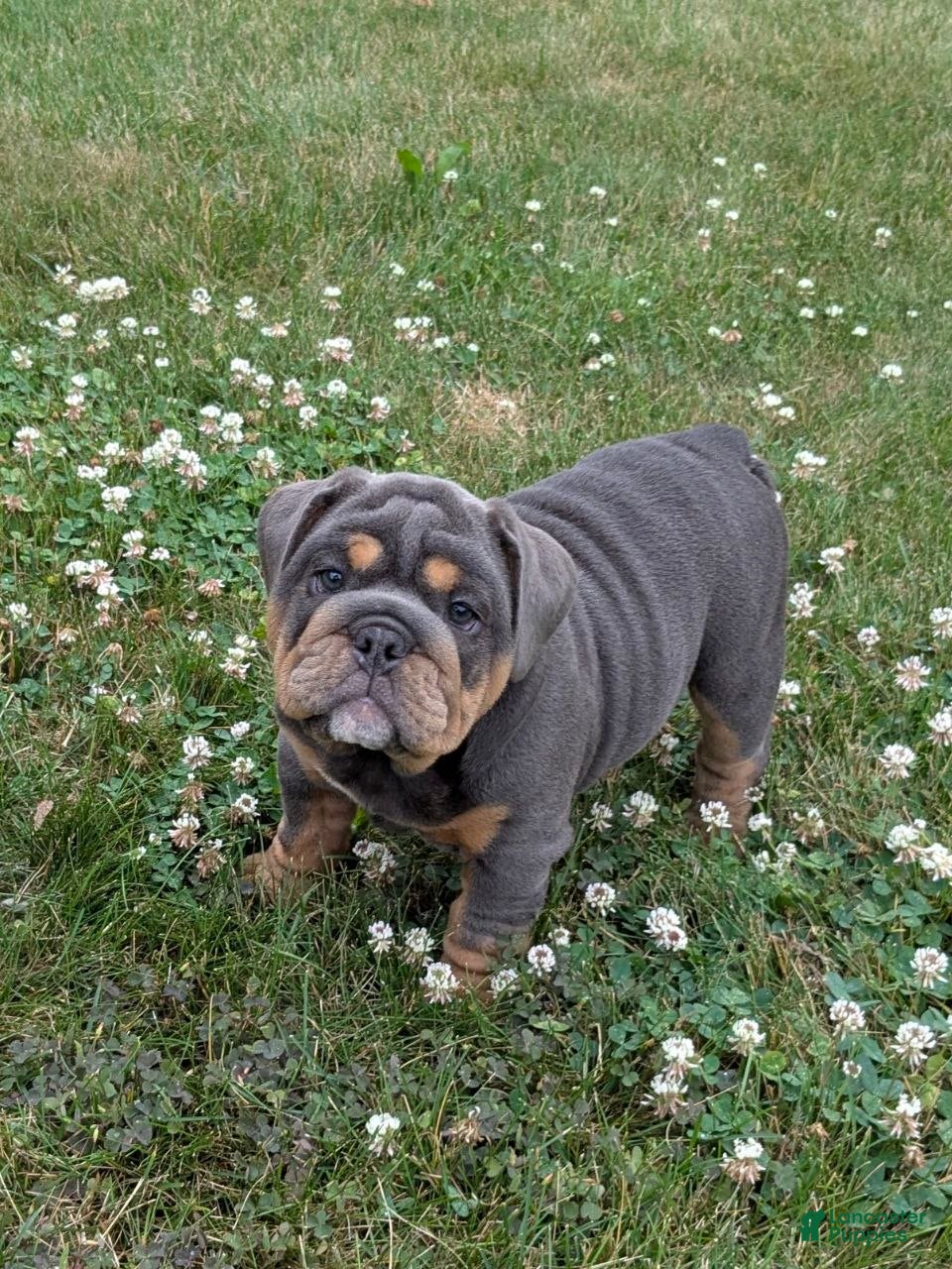 English Bulldog dogs Shantell - Ad 2