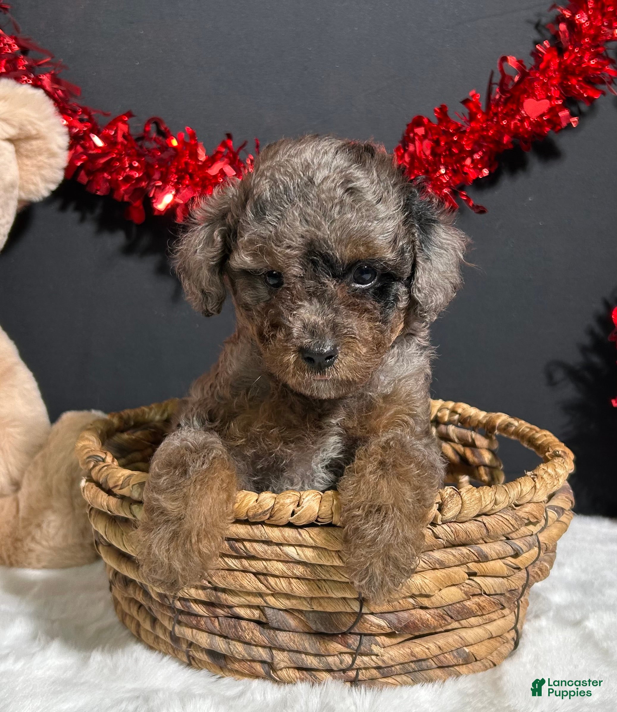 Toy Poodle dogs Sophie - Ad 2