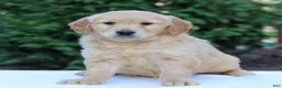 Golden Retriever dogs for sale: Raquel  - Ad 1