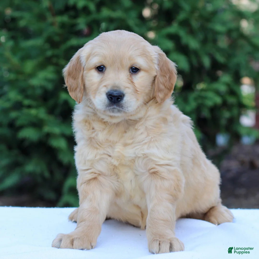 Golden Retriever dogs for sale: Raquel  - Ad 1