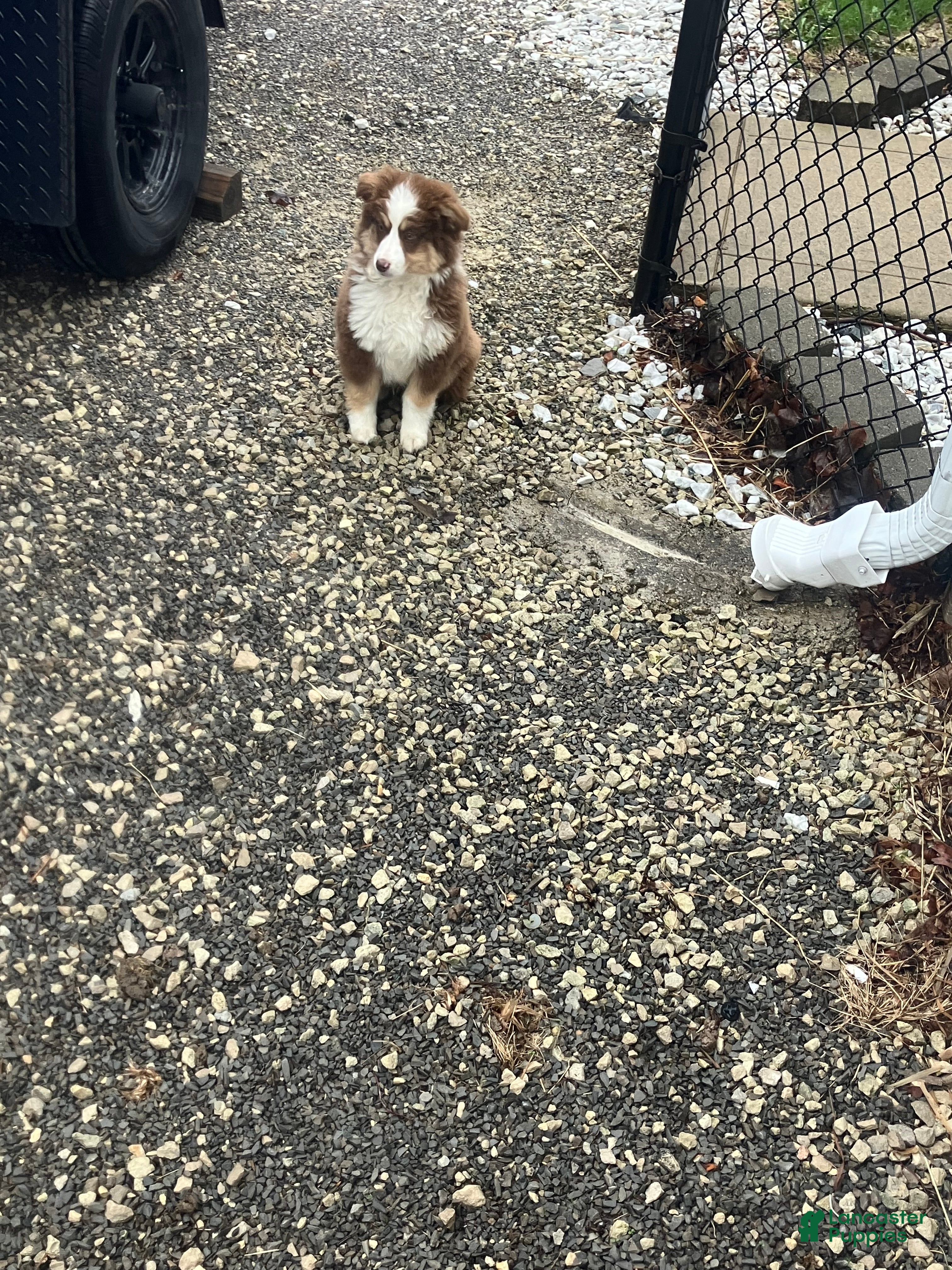 Miniature Australian Shepherd dogs Ronald - Ad 30
