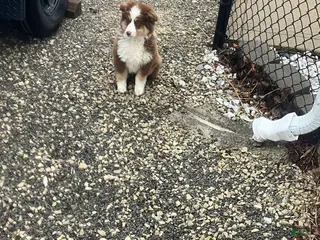 Miniature Australian Shepherd dogs Ronald - Ad 30