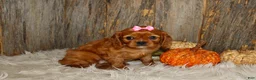 Cavalier King Charles Spaniel dogs for sale: Ruby - Ad 7