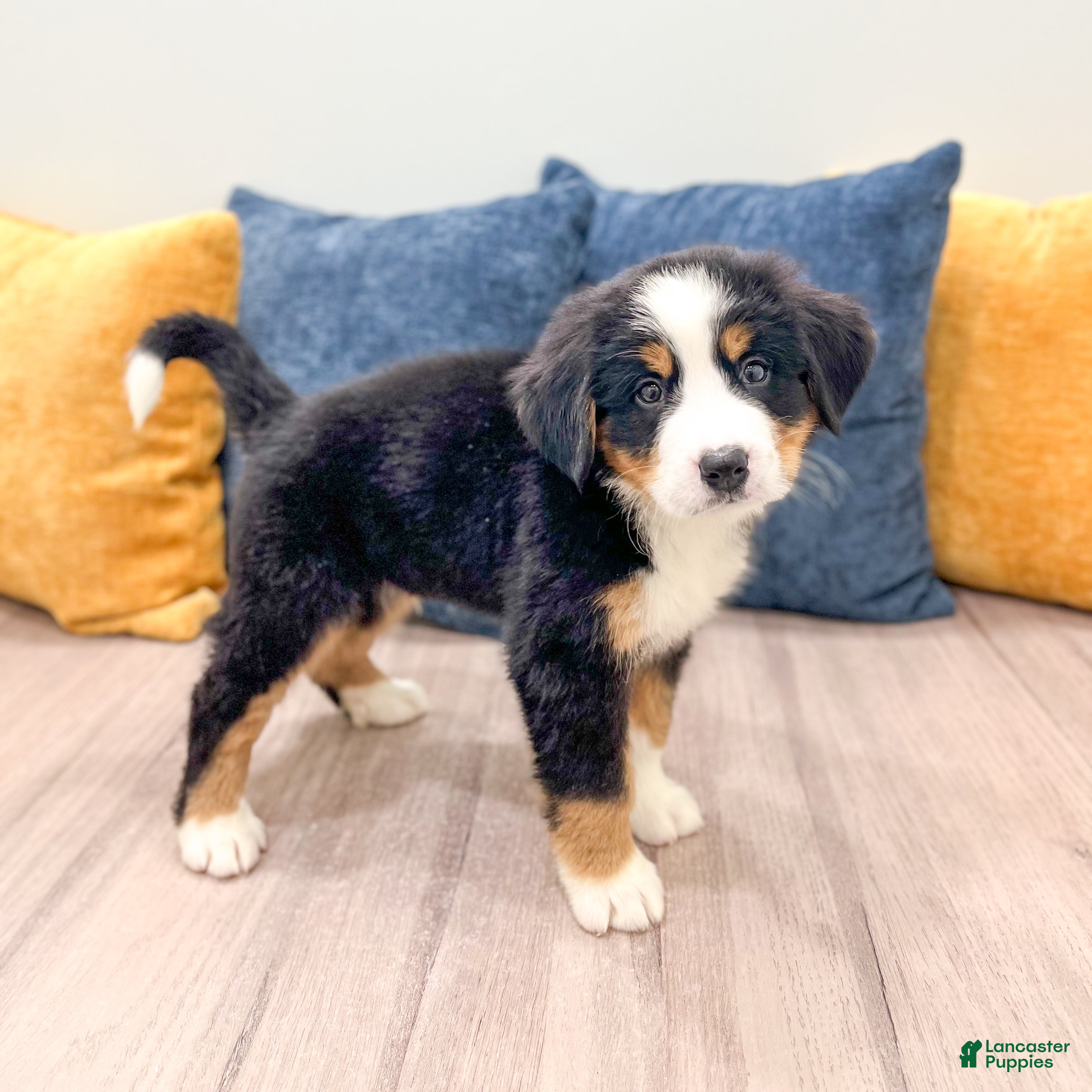 Bernese Mountain Dog dogs Wally - Ad 1
